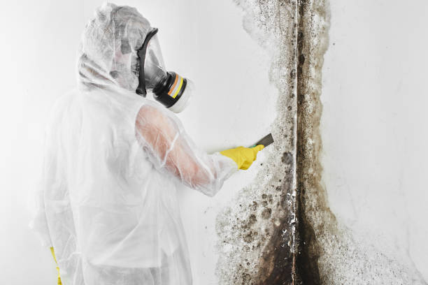 Best Mold Remediation Services  in Shell Rock, IA