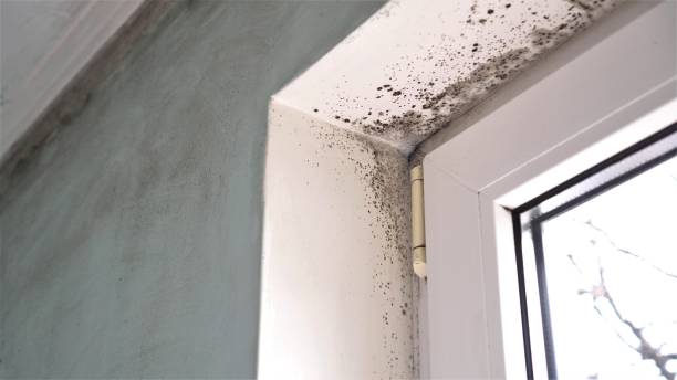 Best Mold Testing  in Shell Rock, IA