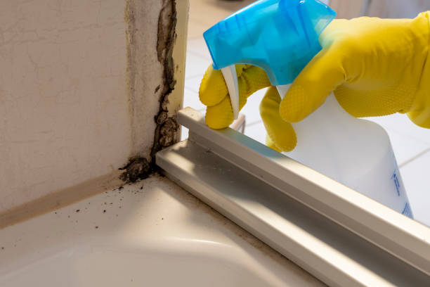 Best Local Mold Removal Service  in Shell Rock, IA