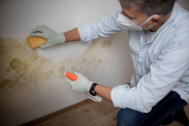 Best Mold Cleaning Services  in Shell Rock, IA