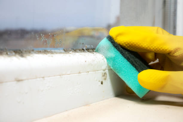 Best Same-Day Mold Removal  in Shell Rock, IA