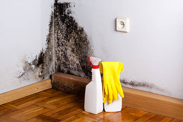 Best Mold Damage Repair  in Shell Rock, IA