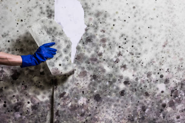 Best Certified Mold Removal  in Shell Rock, IA