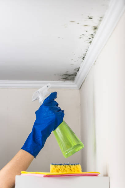 Best Mold Remediation  in Shell Rock, IA